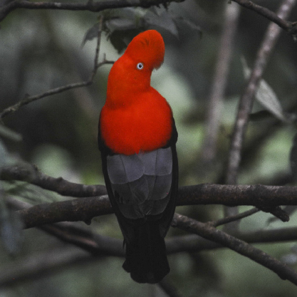 Tambopata Discovery 3D/2N